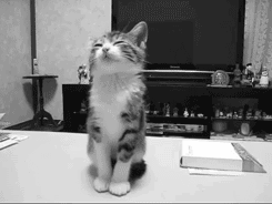 5108ece1e71b4e86815a2a9af8d9b547.gif