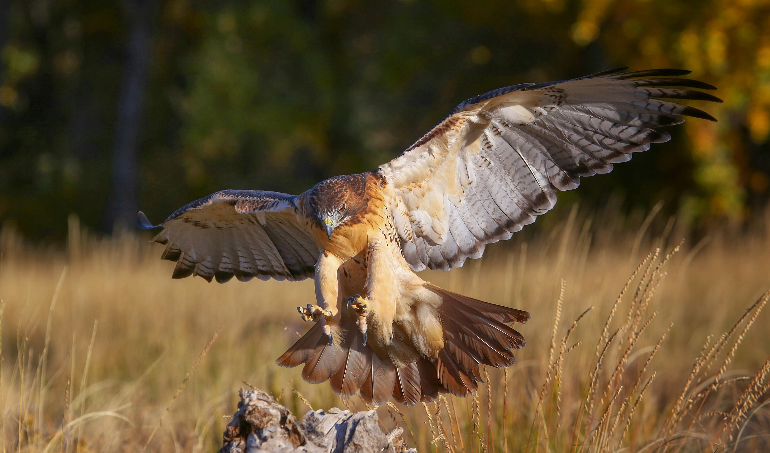 Red-tailed%20hawk%20-Adult.%20C.%20iverson.jpg