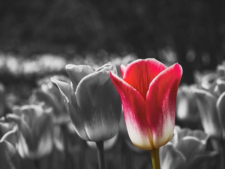 tulips_edit.jpg