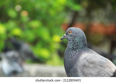 closeup-pigeon-garden-blurred-bokeh-260nw-2112859691.jpg