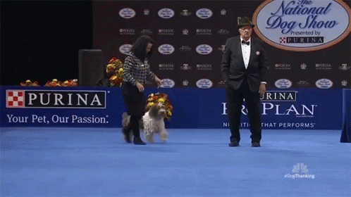 a dog is being shown at the national dog show