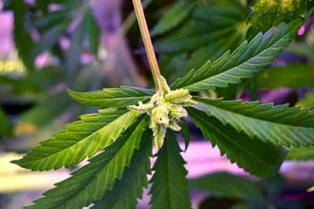 www.growweedeasy.com