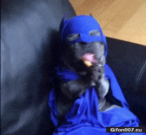 Funny-Video-Batman-Dog-Eating-Gif.gif