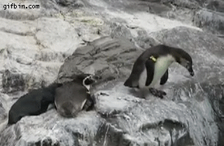 1332267179_penguin_pushes_friend_off_cliff.gif