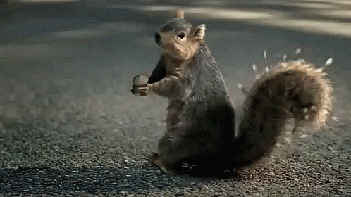 squirrel-nuts.gif